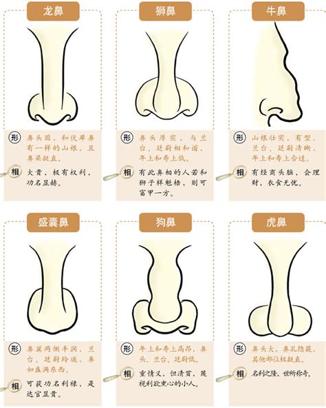 白鼻毛面相|鼻相分析10款｜鼻樑有節及橫紋、豬膽鼻、鼻頭下垂代表甚麼？姻 